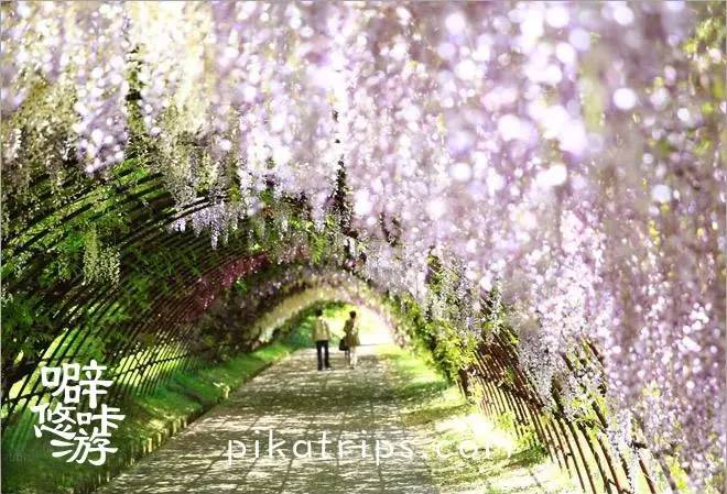 日本赏樱花最美的地方,日本春天看樱花攻略