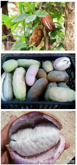 大别山深处的绝美山珍！