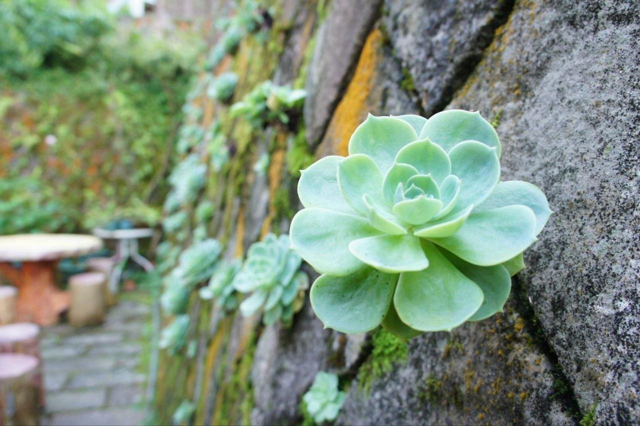 这7种菜不能二次加热,这7种花可以养在卫生间
