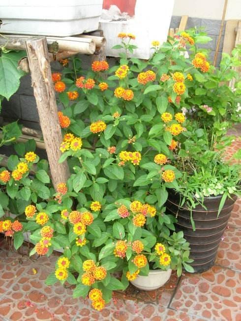 这7种菜不能二次加热,这7种花可以养在卫生间