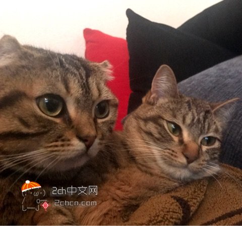 被哥哥一巴掌打哭妹妹,被哥哥温柔地扇了一巴掌