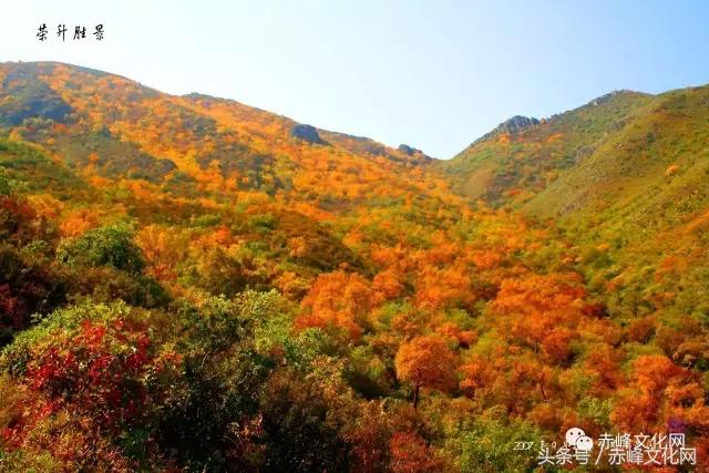 巴林鸡血石草原瑰宝,草原瑰宝巴林鸡血石