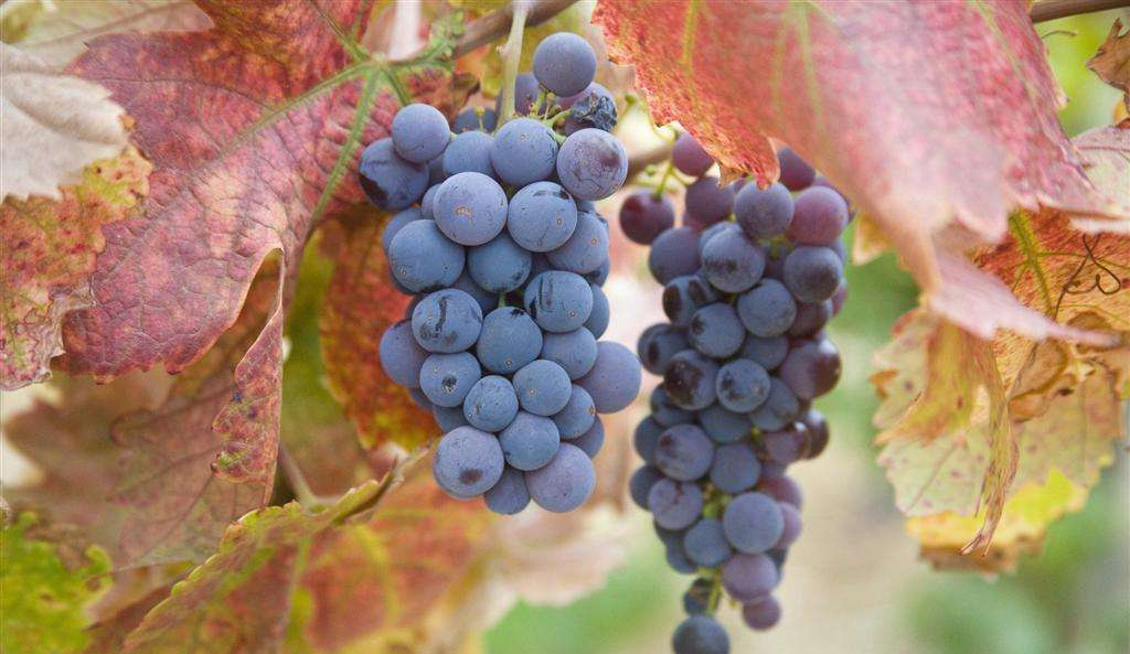 做一个葡萄酒世界里的好色之徒