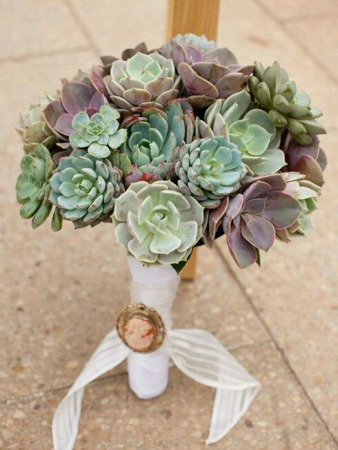 一股清香,一股青苹果香味的多肉植物百合丽丽,适合做多肉手捧花