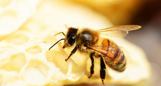 麦卢卡蜂蜜是不是天然成熟蜂蜜,麦卢卡蜂蜜详细介绍