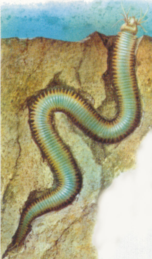 有毒的虫子成为人类的美食,这些奇特的虫子食物你尝试过吗