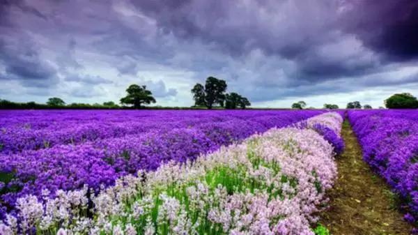 你知道花语和名字吗,大家知道花语都是哪些吗