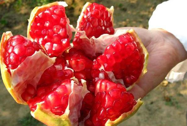 *疆新**优质水果大盘点，第四张你都没见过！