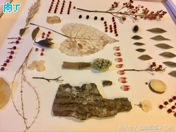 手工制作植物标本,手工标本制作植物花