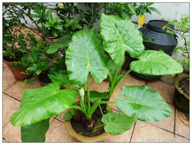 盆栽养花乱浇水是大忌别再做错了,所有的盆栽花卉浇水都需要浇透吗