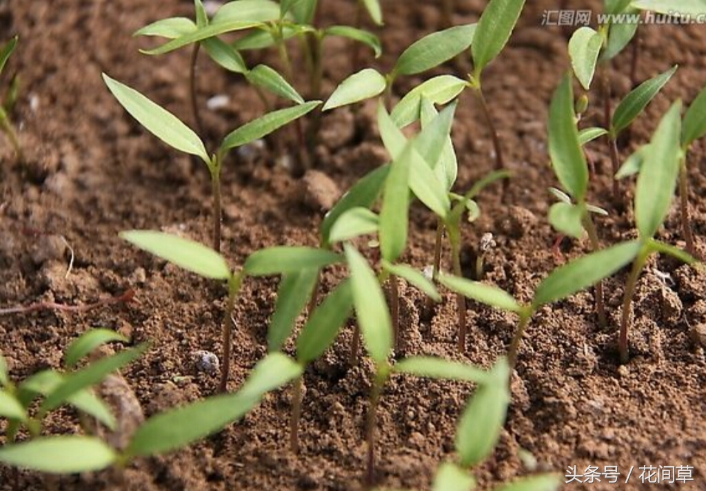 废物利用辣椒籽、发了芽的生姜别丢,几步让它变成阳台盆栽蔬菜