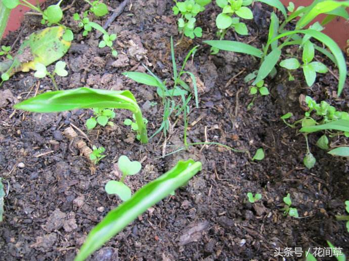 废物利用辣椒籽、发了芽的生姜别丢,几步让它变成阳台盆栽蔬菜