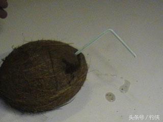 自制鱼洞,用椰子做窝