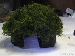 自制鱼洞,用椰子做窝