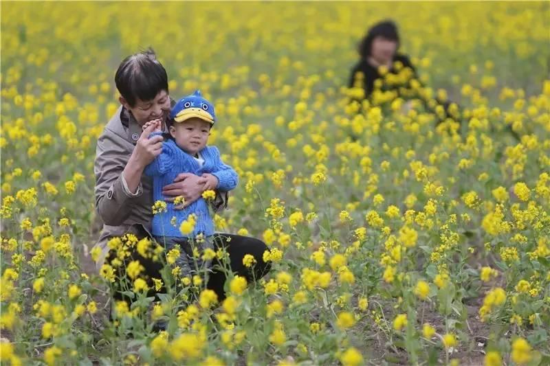 大美泰达满地灿烂！花期易逝，千金不换，还不快来！