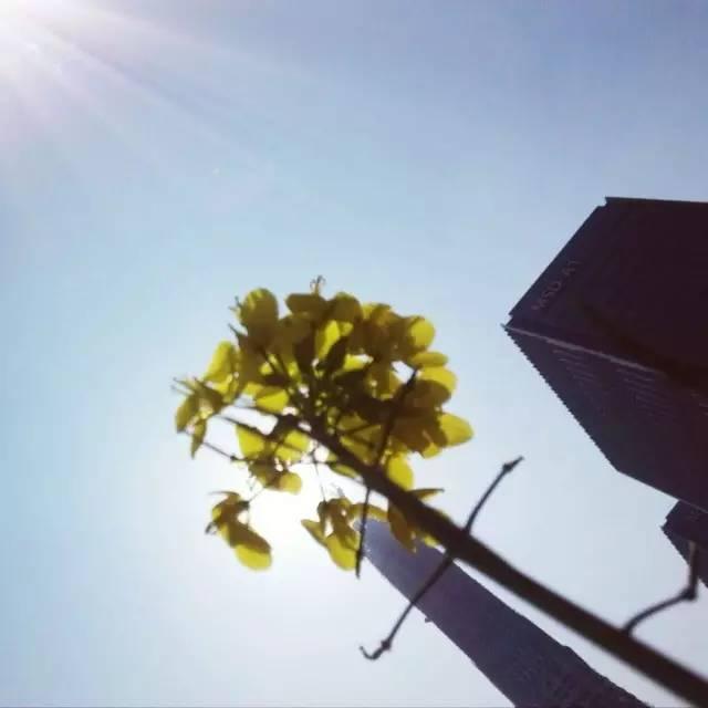 大美泰达满地灿烂！花期易逝，千金不换，还不快来！