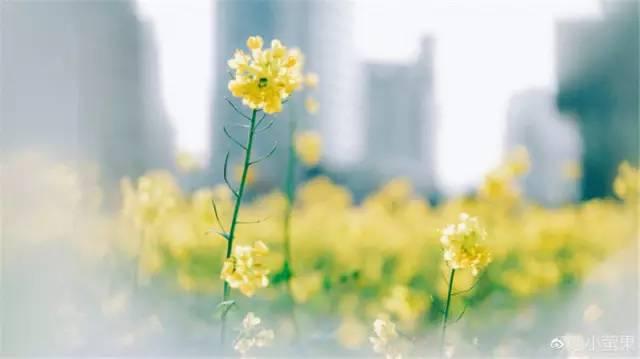 大美泰达满地灿烂！花期易逝，千金不换，还不快来！