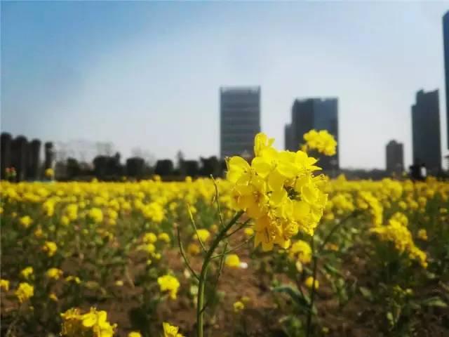 大美泰达满地灿烂！花期易逝，千金不换，还不快来！