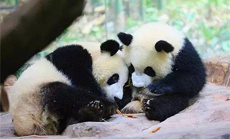 广州长隆野生动物园真实评价,广州长隆野生动物园讲解动物