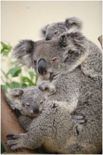 广州长隆野生动物园真实评价,广州长隆野生动物园讲解动物