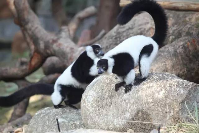 广州长隆野生动物园真实评价,广州长隆野生动物园讲解动物