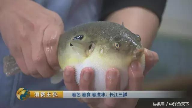 鲥鱼和刀鱼的鲜美,刀鱼鲥鱼河豚被称为长江三鲜