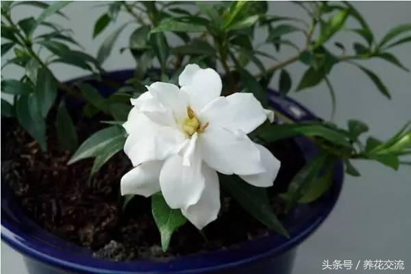 栀子花烂根黄叶怎么处理,栀子花黄叶有什么管用的方法解决