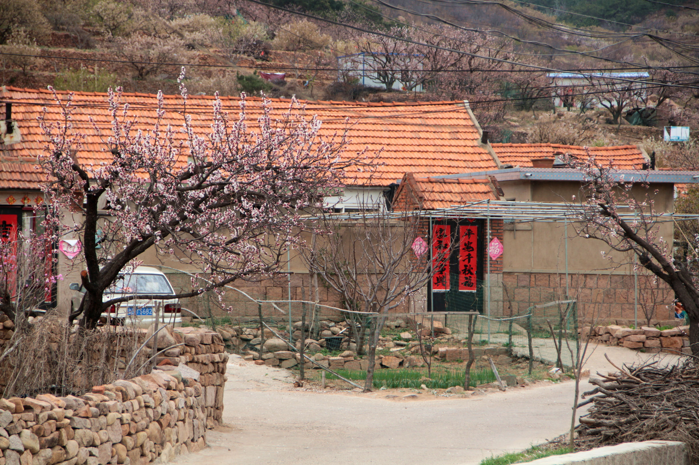 青岛华夏樱桃谷,青岛樱桃谷小道