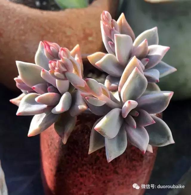 那些年我养过的多肉,这些年养过的花花草草