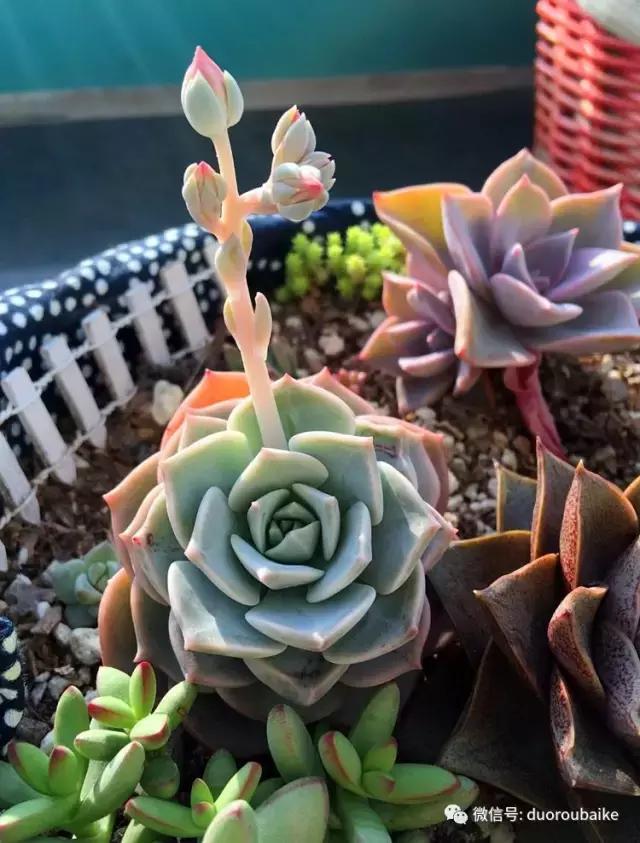 那些年我养过的多肉,这些年养过的花花草草