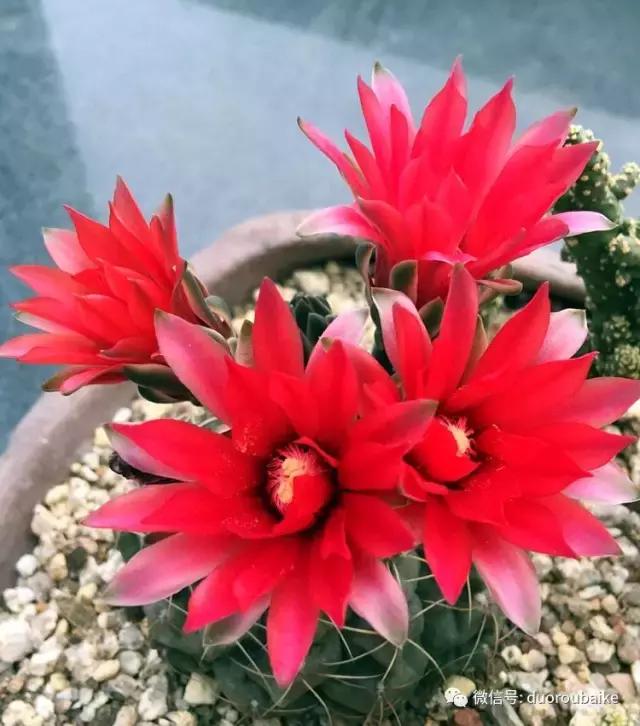 那些年我养过的多肉,这些年养过的花花草草