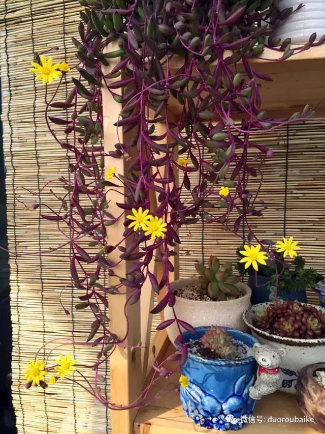 那些年我养过的多肉,这些年养过的花花草草