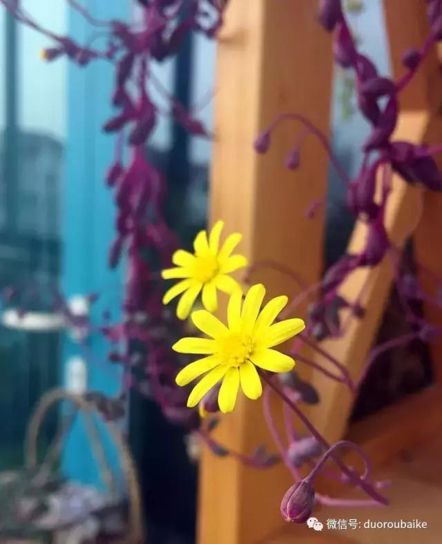 那些年我养过的多肉,这些年养过的花花草草