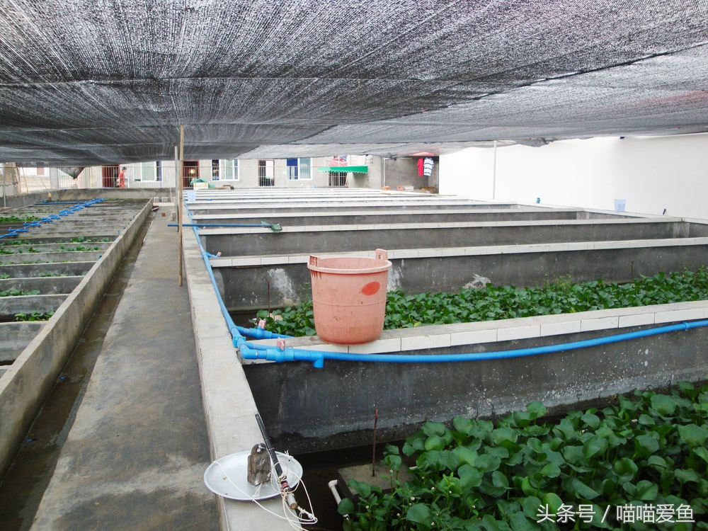 不用泥养黄鳝行吗,黄鳝养殖不下泥可以吗