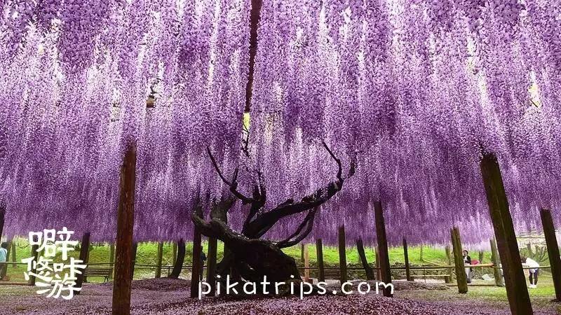 日本赏樱花最美的地方,日本春天看樱花攻略