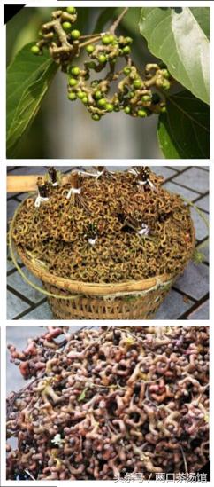 大别山深处的绝美山珍！