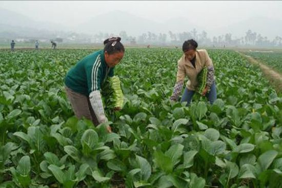 蔬菜不打农药防治虫害最好的方法,蔬菜病虫害防治的农药有哪些
