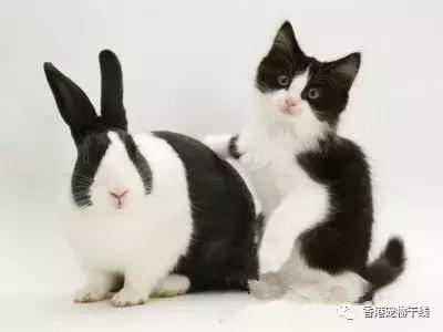 在外面打工的人有没有养兔兔,养一只兔兔会孤独吗