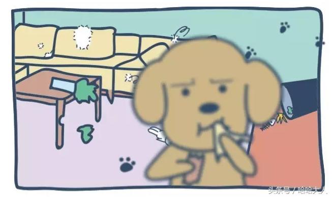 狗狗撕家怎么管教,狗狗撕家视频