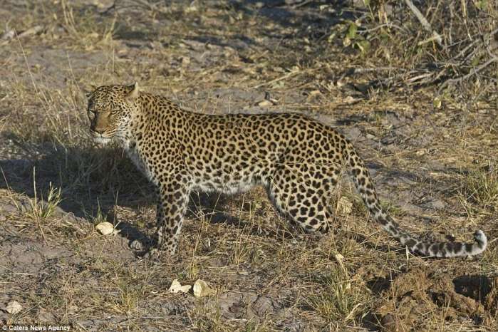 真实记录猎豹在森林中猎食,豹子偷袭小蜜獾