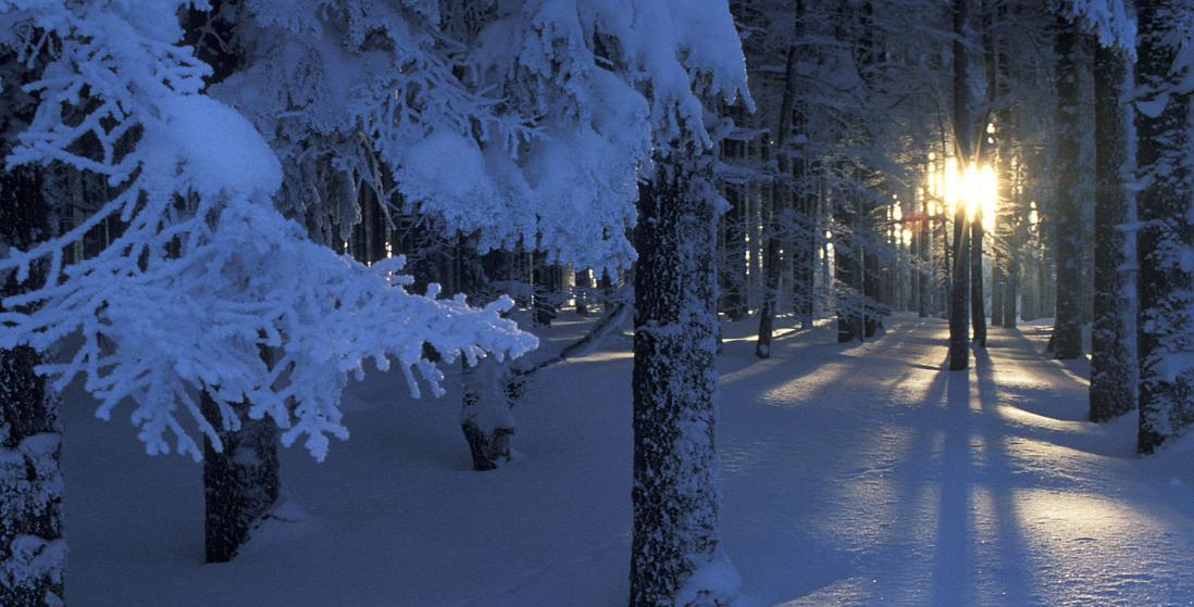 自古多情空余恨下一句是什么,自古深情留不住唯有套路得人心呢
