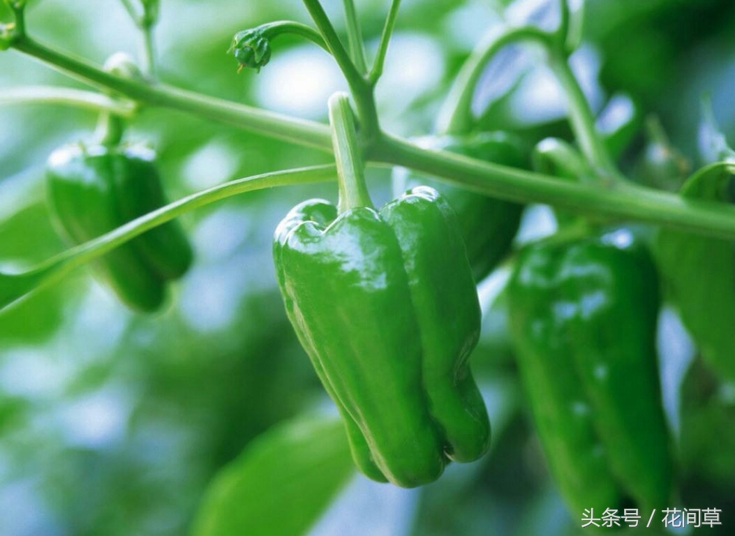 废物利用辣椒籽、发了芽的生姜别丢,几步让它变成阳台盆栽蔬菜