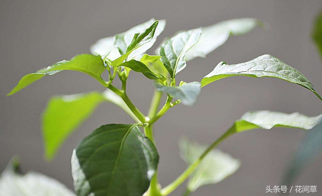 废物利用辣椒籽、发了芽的生姜别丢,几步让它变成阳台盆栽蔬菜