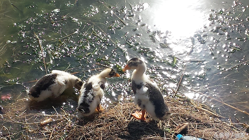 带你去看白洋淀的好景色,远离喧嚣白洋淀旅行