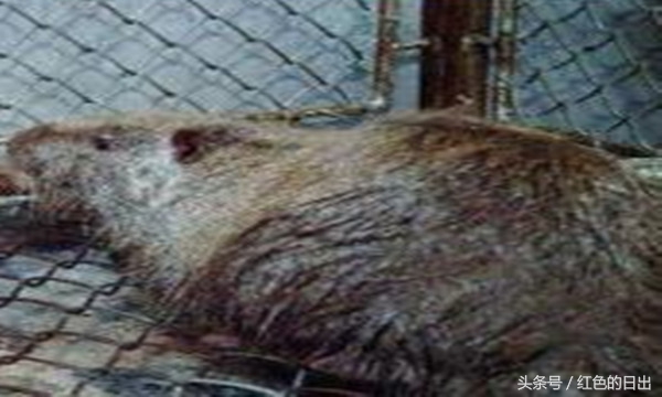 抓老鼠有钱赚,抓老鼠卖钱