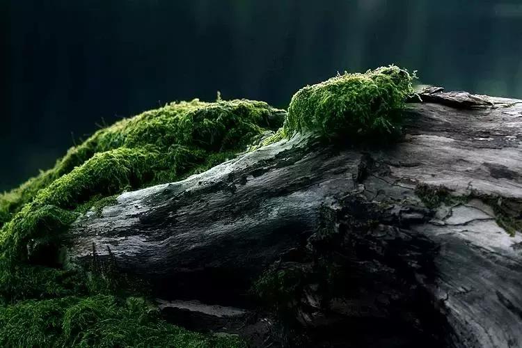 去除青苔的最好方法,去除青苔最有效的方法