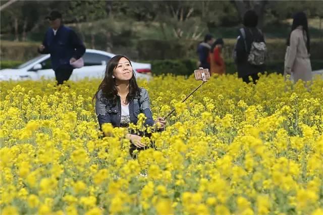 大美泰达满地灿烂！花期易逝，千金不换，还不快来！