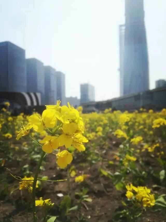 大美泰达满地灿烂！花期易逝，千金不换，还不快来！