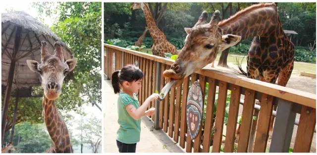 广州长隆野生动物园真实评价,广州长隆野生动物园讲解动物