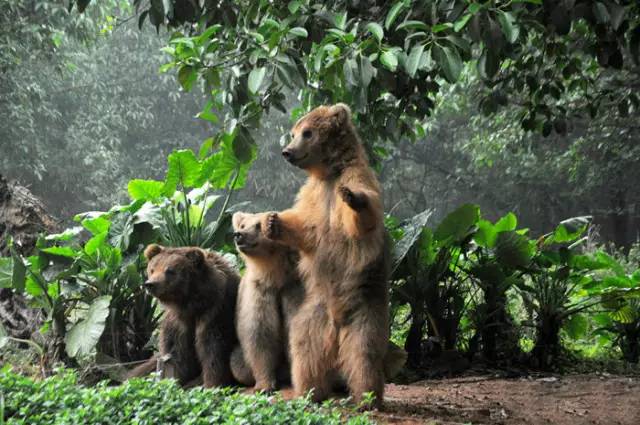 广州长隆野生动物园真实评价,广州长隆野生动物园讲解动物